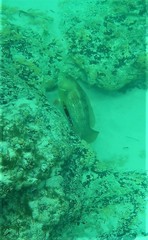 Notolabrus parilus