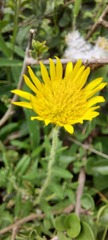 Hirpicium bechuanense