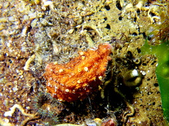 Pyura dura