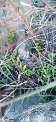Curio radicans