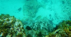 Notolabrus parilus
