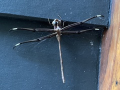 Telephlebia godeffroyi