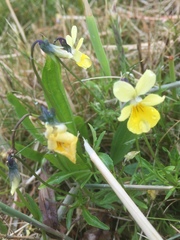 Viola lutea calaminaria