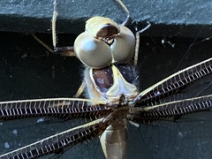 Telephlebia godeffroyi