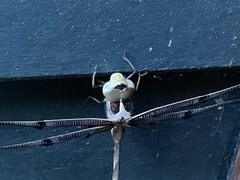 Telephlebia godeffroyi