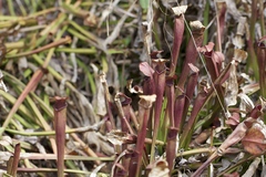 Sarracenia jonesii