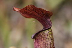 Sarracenia jonesii