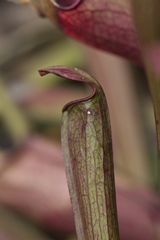 Sarracenia jonesii