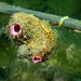 Pink-siphon Sea Squirt - Photo (c) Pascal GIRARD, some rights reserved (CC BY-NC), uploaded by Pascal GIRARD