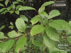 Cinnamomum micranthum