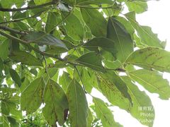 Cinnamomum micranthum