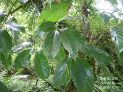 Cinnamomum micranthum