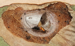 Bracon phylacteophagus