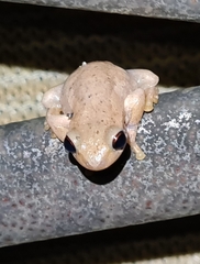 Litoria dentata