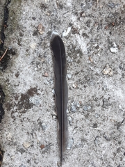 Anthochaera chrysoptera