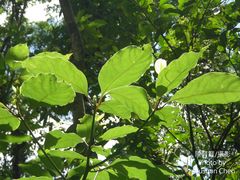 Cinnamomum micranthum