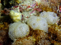 Botrylloides crystallinus