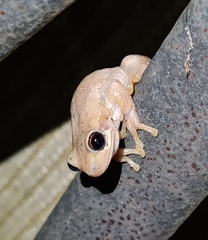 Litoria dentata