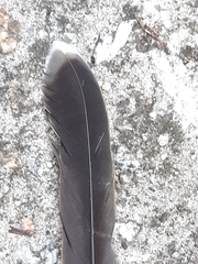 Anthochaera chrysoptera