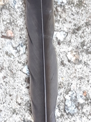 Anthochaera chrysoptera