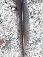 Anthochaera chrysoptera