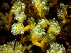 Aplidium turbinatum