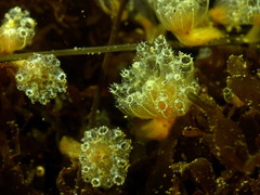 Aplidium turbinatum
