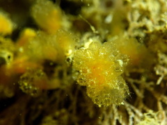Aplidium turbinatum