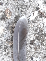 Anthochaera chrysoptera