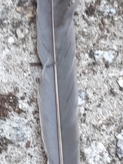 Anthochaera chrysoptera