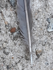 Anthochaera chrysoptera