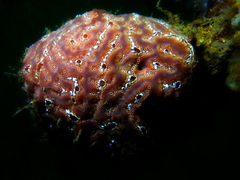 Aplidium nordmanni