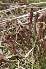 Sarracenia jonesii