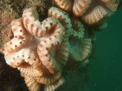 Sycozoa cerebriformis