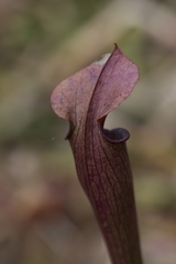 Sarracenia jonesii