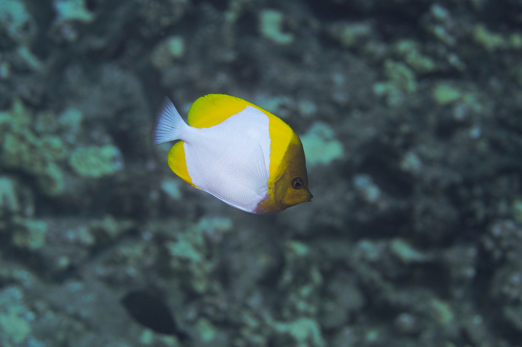 Brushytoothed butterflyfish (Hemitaurichthys polylepis) — Chaetodontidae