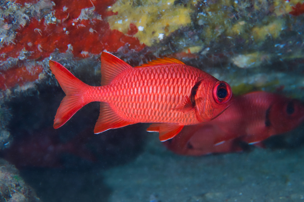Bigscale soldier (Myripristis berndti) — Holocentridae