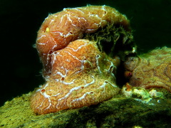 Aplidium nordmanni