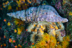 Aniculus maximus