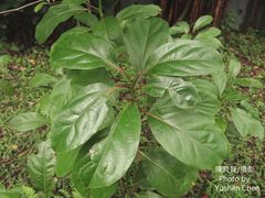 Cinnamomum micranthum