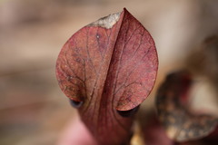 Sarracenia jonesii