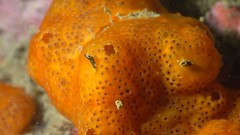 Polysyncraton lacazei