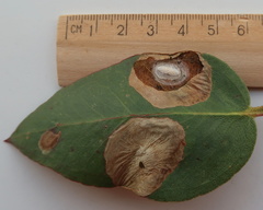 Bracon phylacteophagus