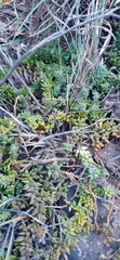 Curio radicans