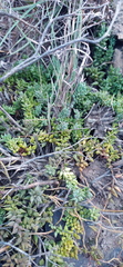 Curio radicans