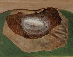 Bracon phylacteophagus