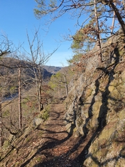 Coscinodon cribrosus