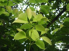 Cinnamomum micranthum