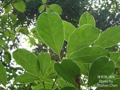 Cinnamomum micranthum