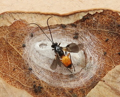 Bracon phylacteophagus